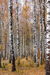 Jesień w brzozowym zagajniku, Podlasie, Polska - obrazy, fototapety, plakaty