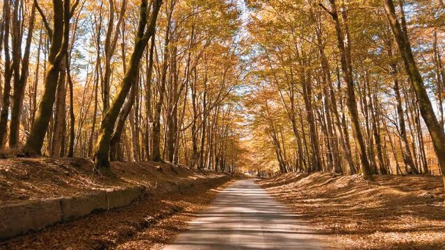 Paesaggio autunnale in Sila Calabria 