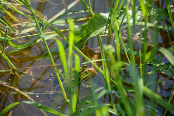 Little green frog in the water of a small lake in Germany