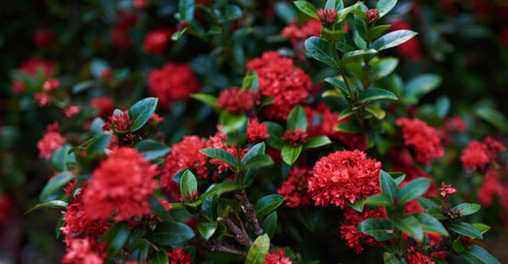 Colorful flowers on foliage nature background. Summer blooming beautiful garden flowers. Spring scenes of blooming flowers in the garden.