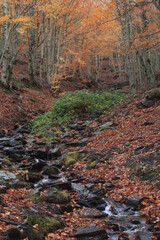 stream that runs through a beech forest with its yellow autumn leaves