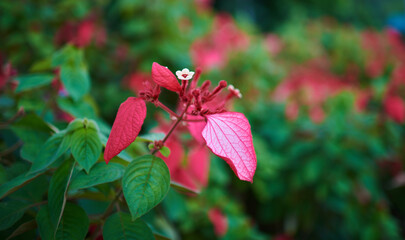 Colorful flowers on foliage nature background. Summer blooming beautiful garden flowers. Spring scenes of blooming flowers in the garden.