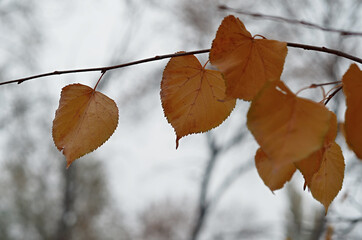 Autumn bright foliage in the park close-up
