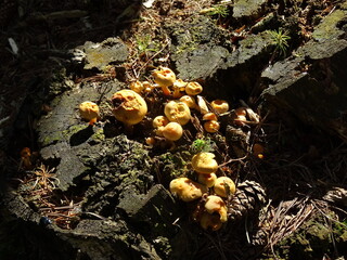 grzybki żółte © TK_Office