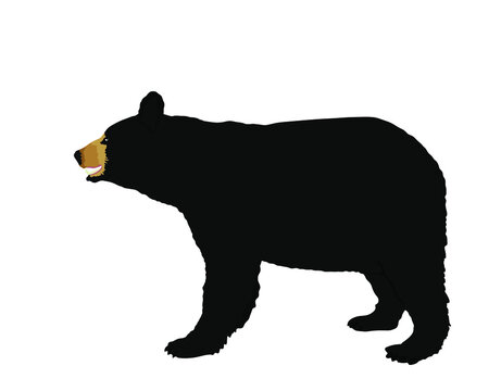 American Black bear vector illustration isolated on white background. Powerful animal.