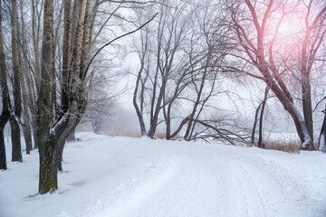 Winter frosty landscape, snow-covered trees on a Foggy background and pink sun from above. The concept of a snowy winter