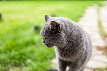 Gray chartreux cat with a yellow eyes sit outdoor.