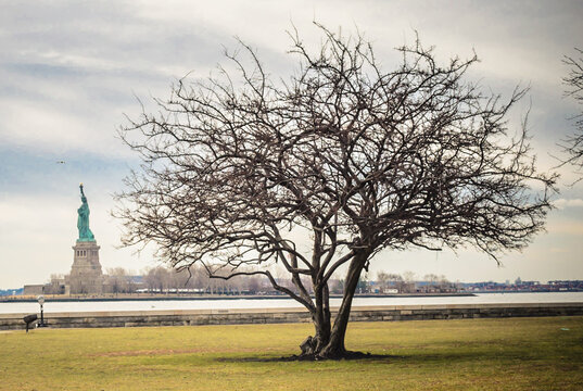 Landscape Photography with a  Large Bare Tree and Lady Liberty Statue in Background. New York City, USA