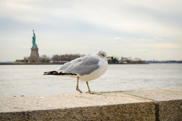 A Seagull with Lady Liberty Statue in Background, New York City, USA