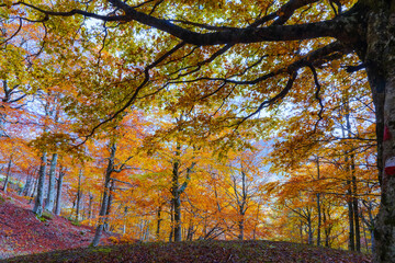 Fototapeta na wymiar Beech forest in autumn. Brown colors and foliage