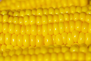 Corn studio shot. Ear and grain close-up. Bright golden corn in contrast. Food trendy background for design. Free space for text