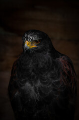 bird of prey portrait