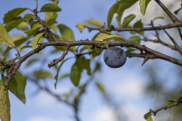 Soft focus of a single plum fruit on a tree branch