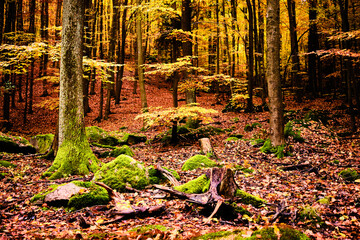 Fototapeta premium Rocks in forest near Jevany