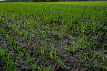 Close up young wheat seedlings growing in a field. Green wheat growing in soil. Close up on sprouting rye agriculture on a field in sunset. Sprouts of rye. Wheat grows in chernozem planted in autumn.