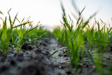 Close up young wheat seedlings growing in a field. Green wheat growing in soil. Close up on sprouting rye agriculture on a field in sunset. Sprouts of rye. Wheat grows in chernozem planted in autumn.