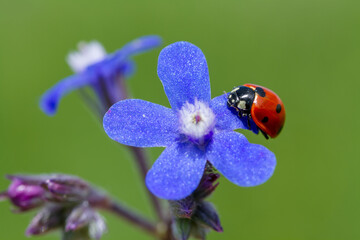 ladybird on flower