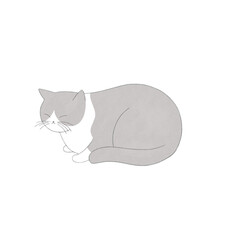 Watercolor illustration of a sitting cat on the white background. Cute gray and white cat. Simple and clean digital art