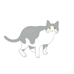 Digital watercolor illustration of a gray and white cat. Hand drawn cat illustration on the white background. Looking out cat with yellow eyes