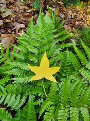 fern leaves © Adrian