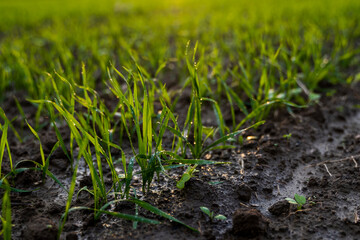 Close up young wheat seedlings growing in a field. Green wheat growing in soil. Close up on sprouting rye agriculture on a field in sunset. Sprouts of rye. Wheat grows in chernozem planted in autumn.