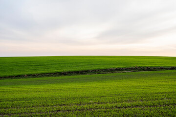 Obraz premium Landscape young wheat seedlings growing in a field. Green wheat growing in soil. Close up on sprouting rye agriculture on a field in sunset. Sprouts of rye. Wheat grows in chernozem planted in autumn.