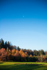 Half moon setting over the forest