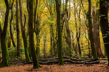 Primeval Dutch forest on a sunny day in November in extreme colorful autumn outfit.