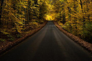 Straße im Wald (Herbst)