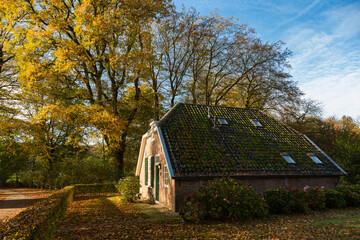 Primeval Dutch forest on a sunny day in November in extreme colorful autumn outfit.