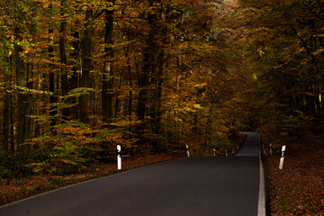 Straße im Wald (Herbst)