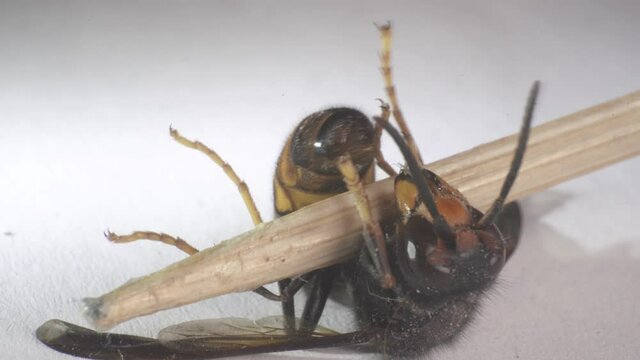 Aggressive Asian giant hornet, invasive species and health concern