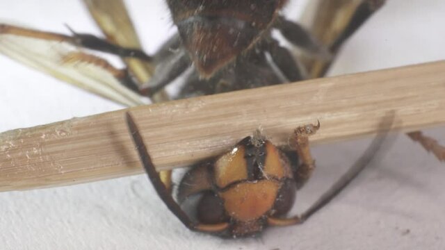 Giant Asian hornet are not so aggressive and do not try to sting