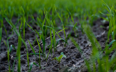 Close up young wheat seedlings growing in a field. Green wheat growing in soil. Close up on sprouting rye agriculture on a field in sunset. Sprouts of rye. Wheat grows in chernozem planted in autumn.