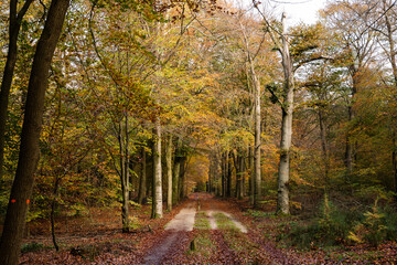 Primeval Dutch forest on a sunny day in November in extreme colorful autumn outfit.