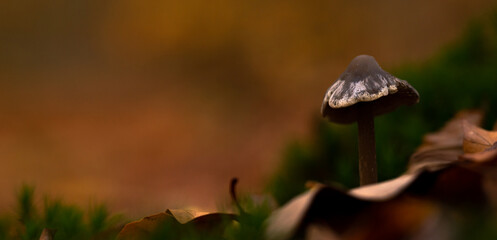 Wilder Waldpilz im Herbstwald