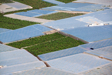 Cultivos de plataneras e invernaderos © Samuel Mederos