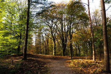 Primeval Dutch forest on a sunny day in November in extreme colorful autumn outfit.