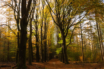 Primeval Dutch forest on a sunny day in November in extreme colorful autumn outfit.