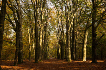 Primeval Dutch forest on a sunny day in November in extreme colorful autumn outfit.
