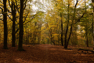 Primeval Dutch forest on a sunny day in November in extreme colorful autumn outfit.