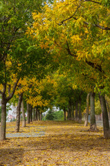 Path surrounded by yellow and green autumnal trees, with leaves on the ground, vertically, in Madrid, Spain