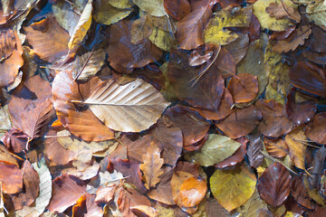 Fallen leaves on the ground, ideal for wallpaper or background. Autumn colors of deciduous forest.
