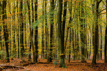 Obraz premium Primeval Dutch forest on a sunny day in November in extreme colorful autumn outfit.