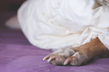 Dog lying on the bed with paw sticking out of blanket. Dog best friend and family member shares time with you. Allways together concept.