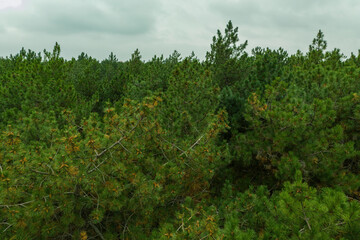 Aerial view of pine tree autumn forest. Aerial shot of forest landscape.