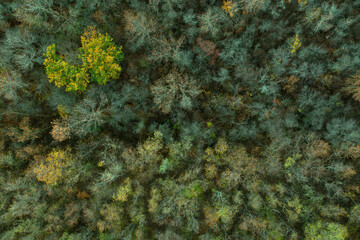 Obraz na płótnie Canvas Aerial top down view of autumn forest. Mixed deciduous and coniferous forest. Beautiful fall scenery.