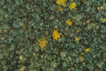 Aerial top down view of autumn forest. Mixed deciduous and coniferous forest. Beautiful fall scenery.