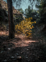 Paisajes en la naturaleza de Granada, provincia de Andalucía en el sur de España. 