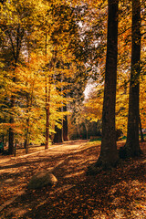 Obraz premium Montseny deep forest colorful autumn in Catalonia, Spain.